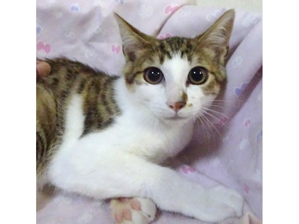 茶色が明るめキジ白の駿太くん