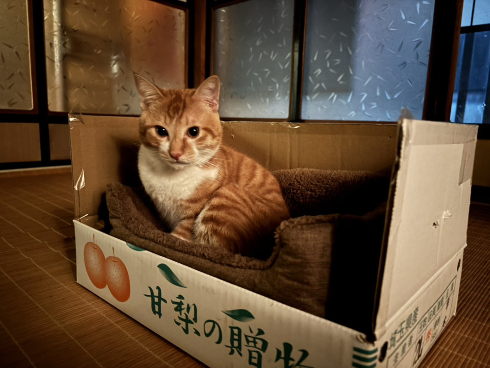 可愛い茶白仔猫ちゃん