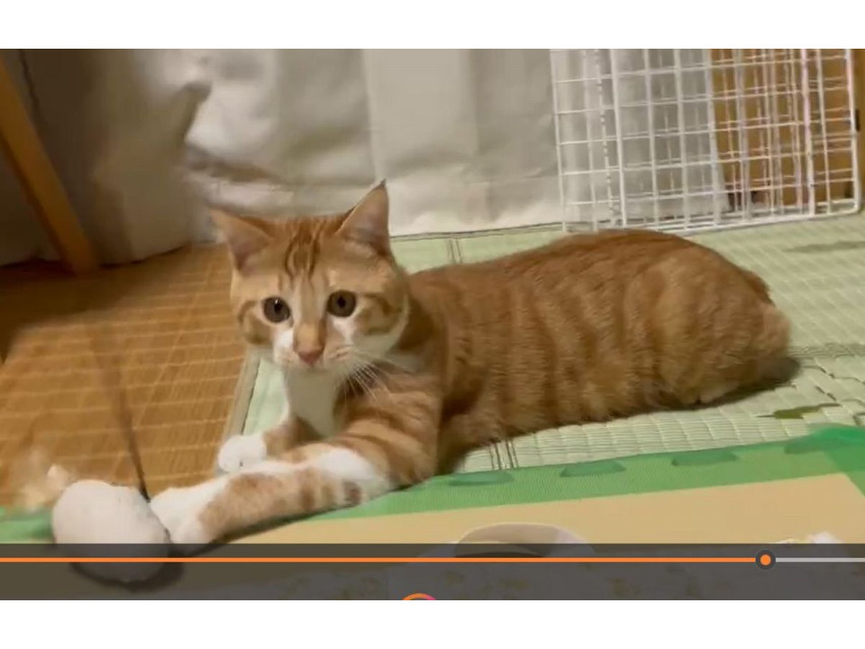 可愛い茶白猫のとらちゃん