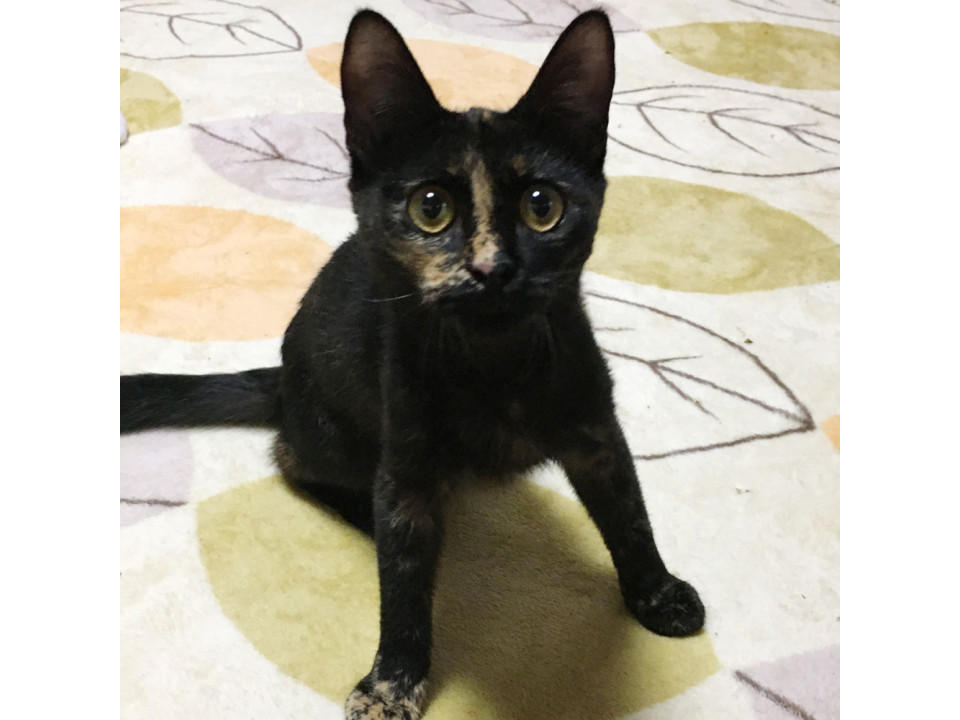 アイアイみたいなサビ子猫『きららちゃん』