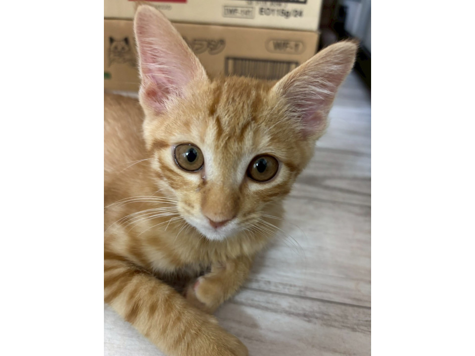 ふわふわ子猫♡エビスくん