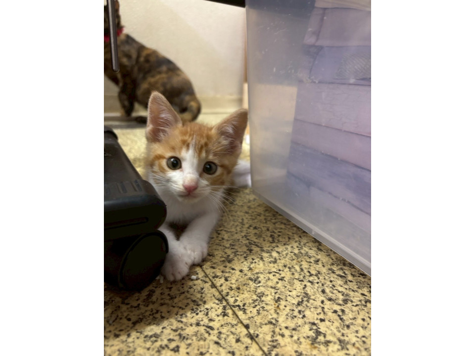 ふわふわ子猫♡ラースくん