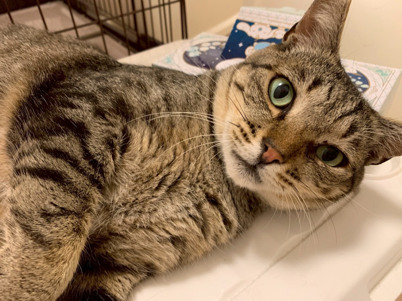 人が大好きな優しいチーくん