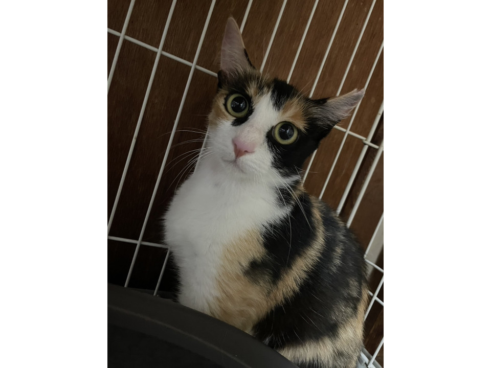 にこちゃん／三毛猫の女の子