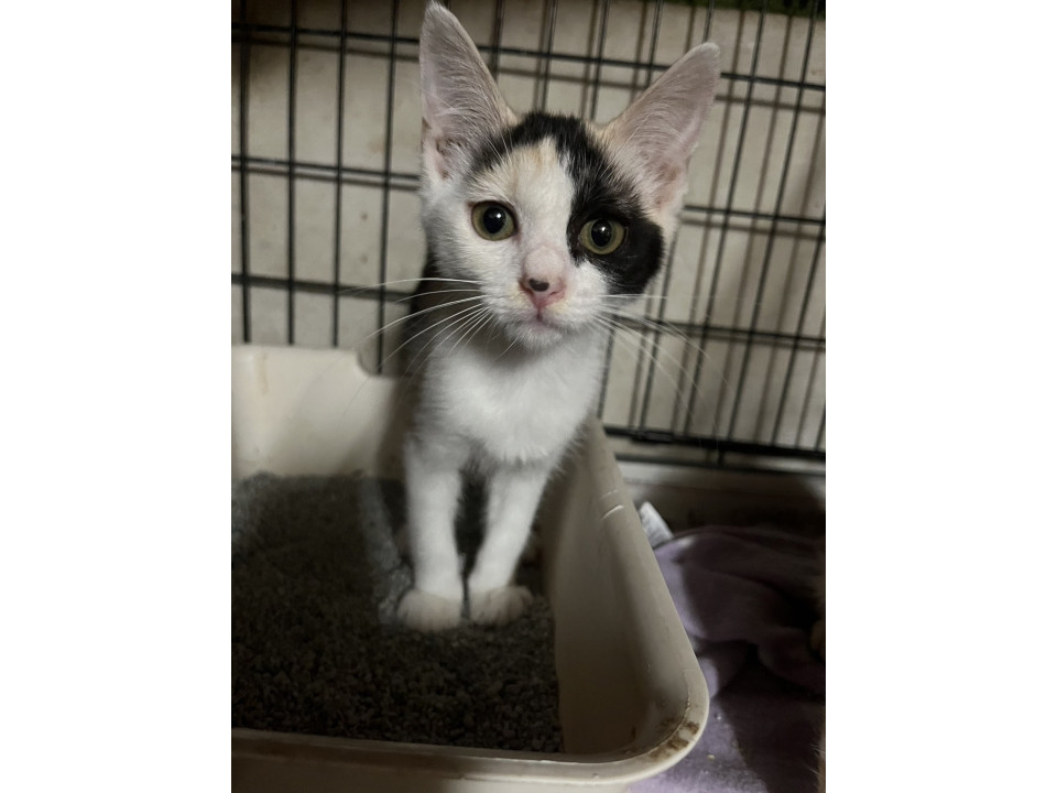 かわいい子猫のミケちゃん♪