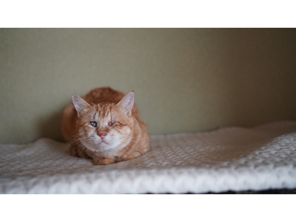 【全盲】おっとり茶とらの可愛い女の子です