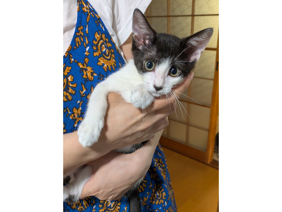 元気に走り回る、好奇心いっぱいの男の子
