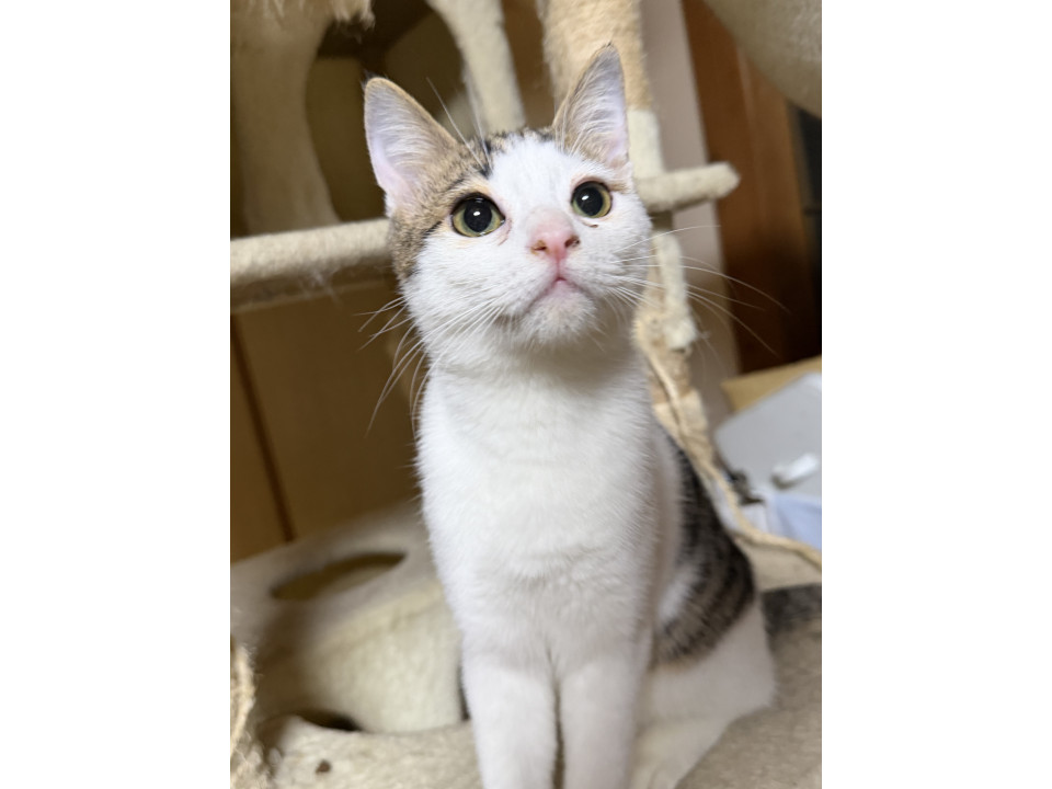 ヅラが可愛い甘えん坊きじ白猫