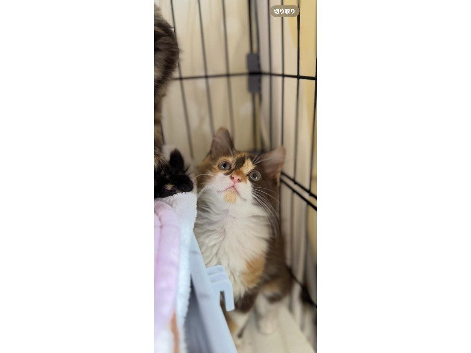 ふわふわ半長毛の三毛ちゃん
