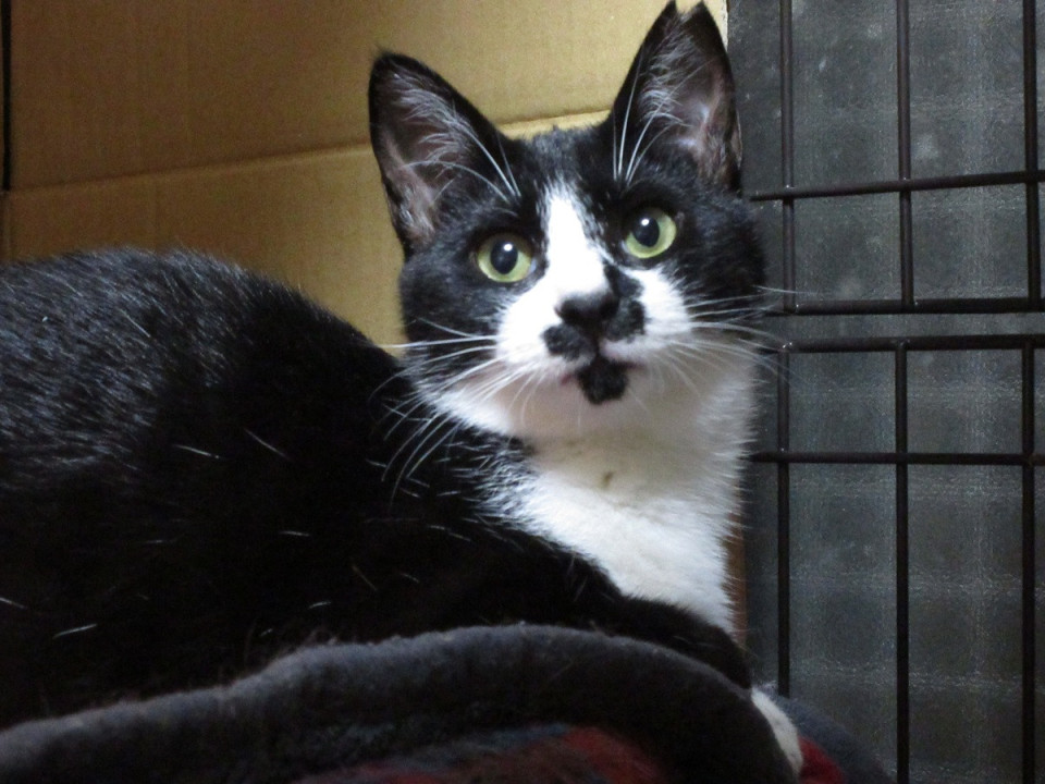 お転婆ちゃんのルビ  家族募集中！