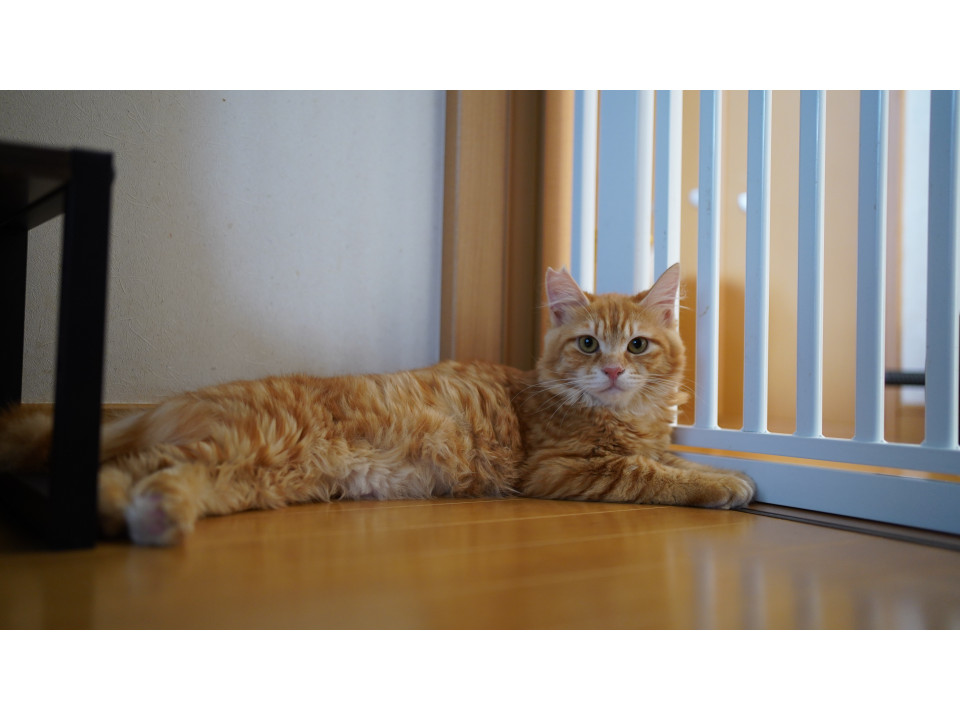 長毛の茶とら【女の子】