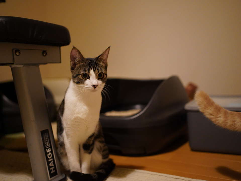 サバ白　好奇心旺盛な女の子