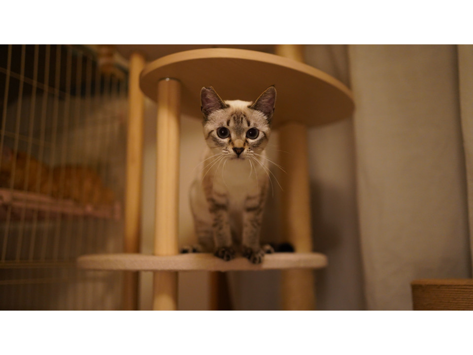 半身麻痺から歩けるように☺︎甘えん坊です