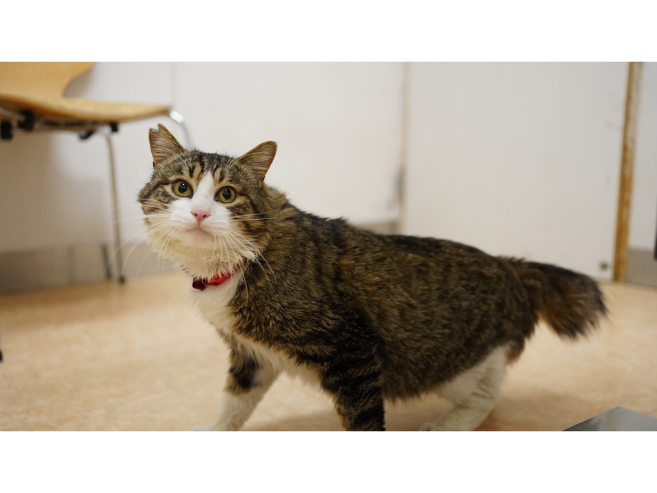 もっふりでか猫 キジ白の可愛い男の子