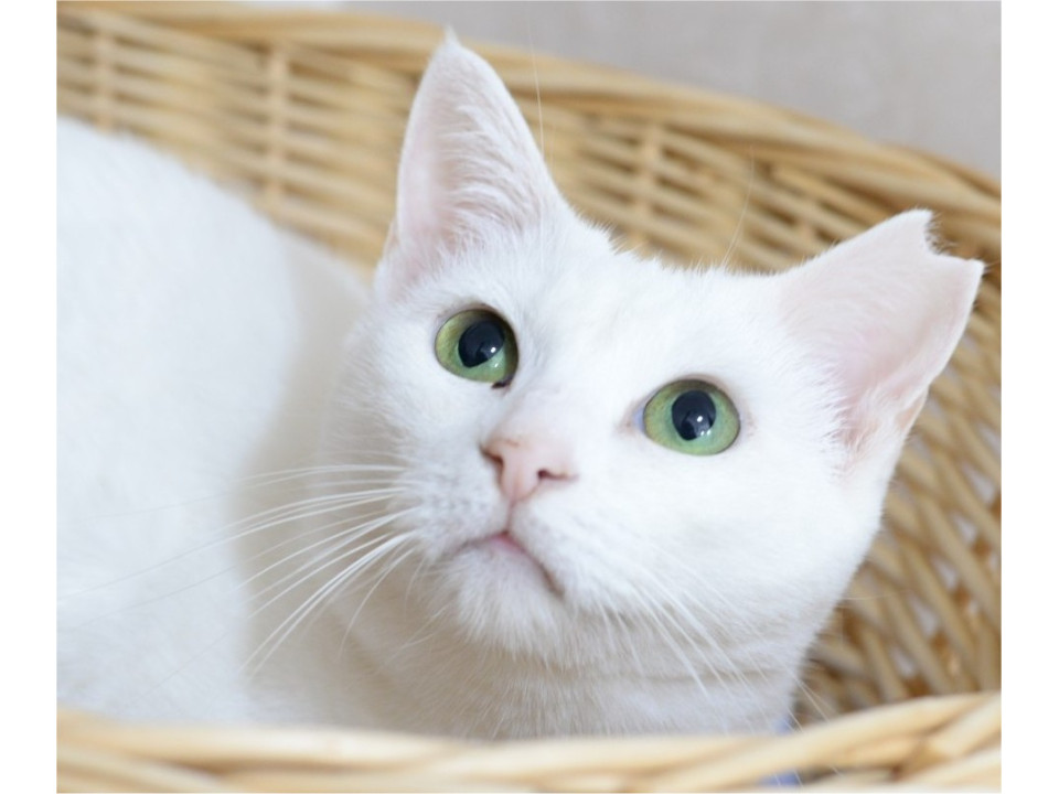 ツン多めなお喋り女子【再掲載】