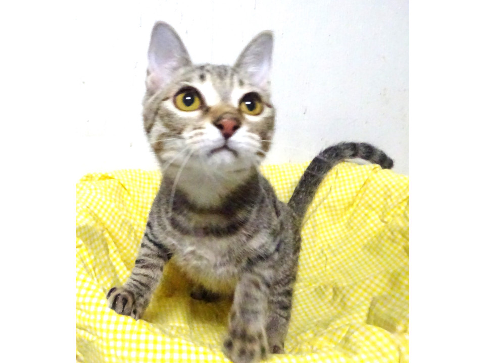 小柄で活発な男の子、涼真くん