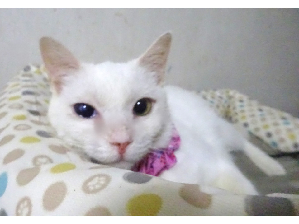 多頭飼育崩壊現場から、白猫レディちゃん