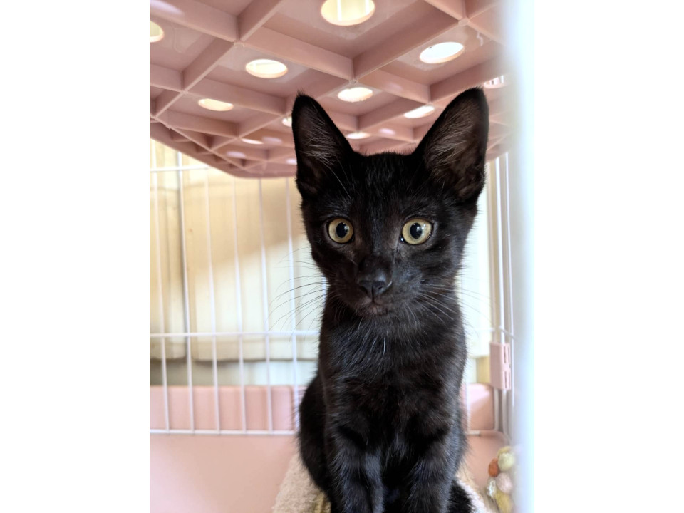 甘えん坊の黒猫くん