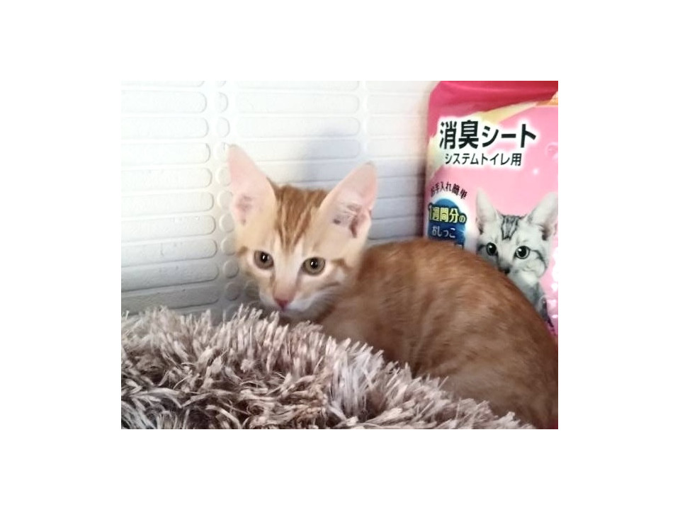 可愛い茶トラくん