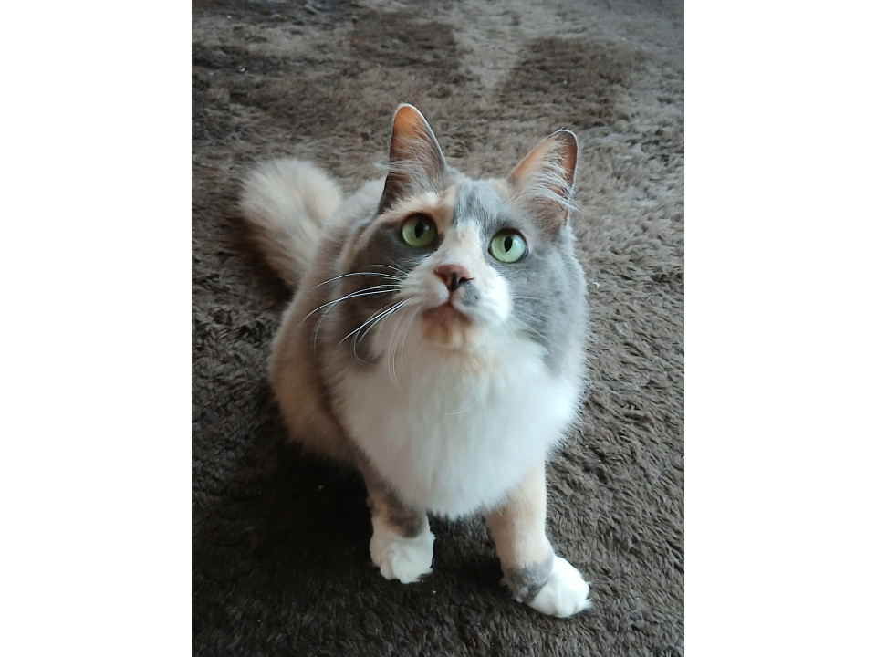 美魔女三毛猫、家族募集中