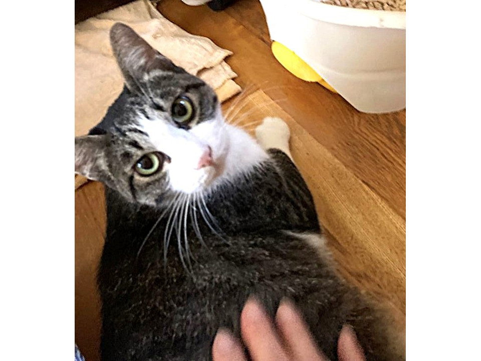 ヒト大好き♪キジ白マロンくん