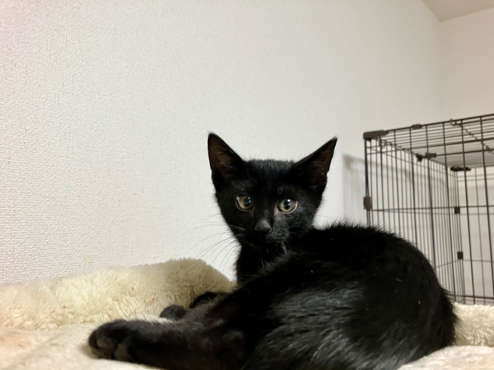 可愛い黒猫 ダイチくん