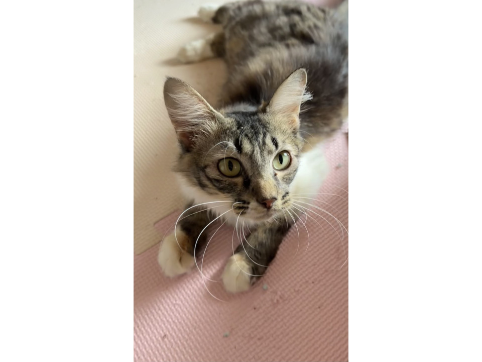 抱っこも大好き甘えん坊でキジ白長毛ちゃん