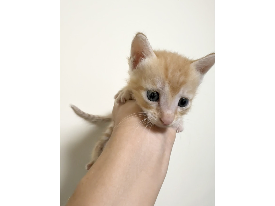 生後3週チャトラくんA