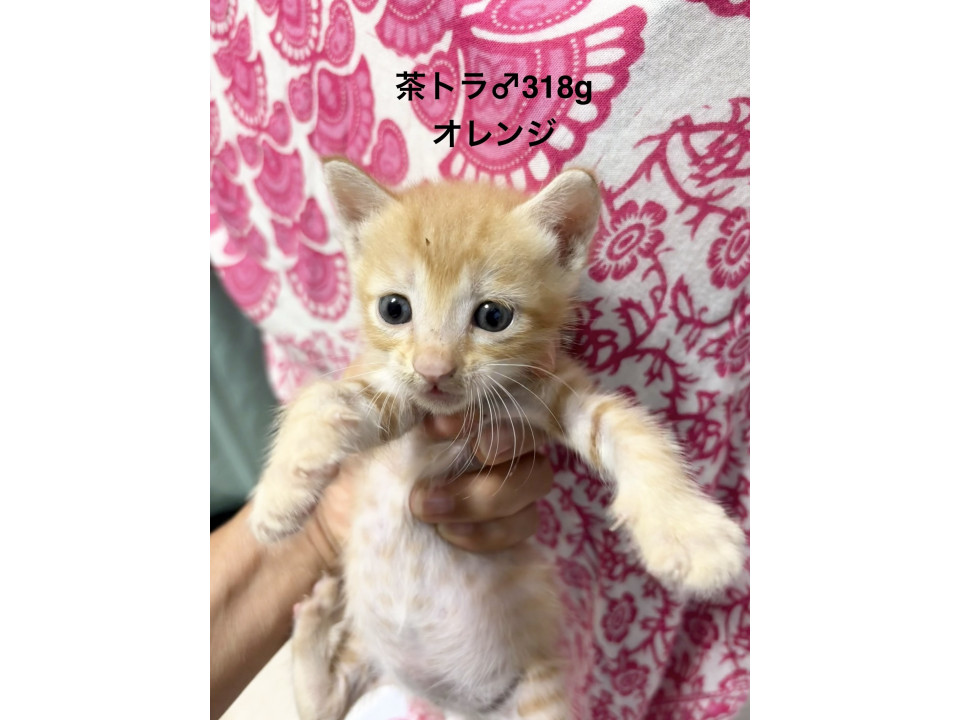 生後3週茶トラくんB