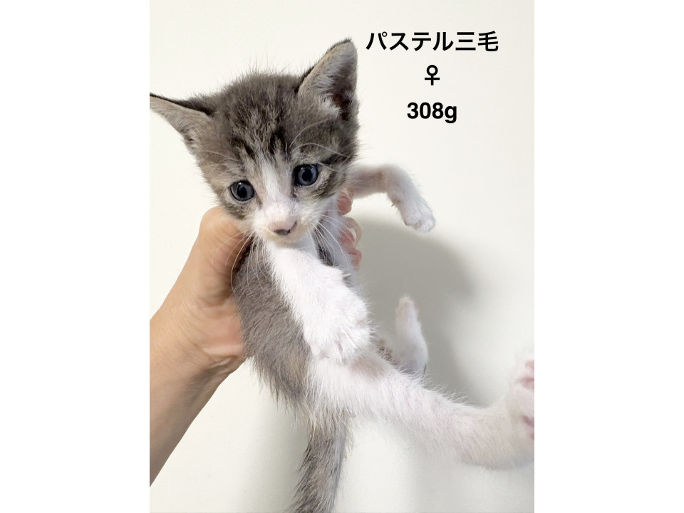 パステル三毛ちゃん