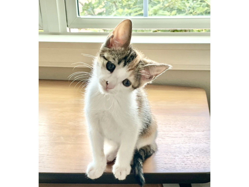 困り顔子猫兄妹 家族募集中! 三毛猫さん