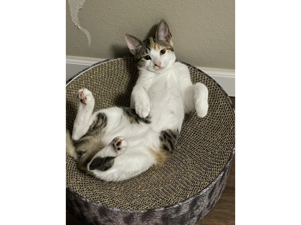 とっても甘えん坊癒しの垂れ目ミミちゃん