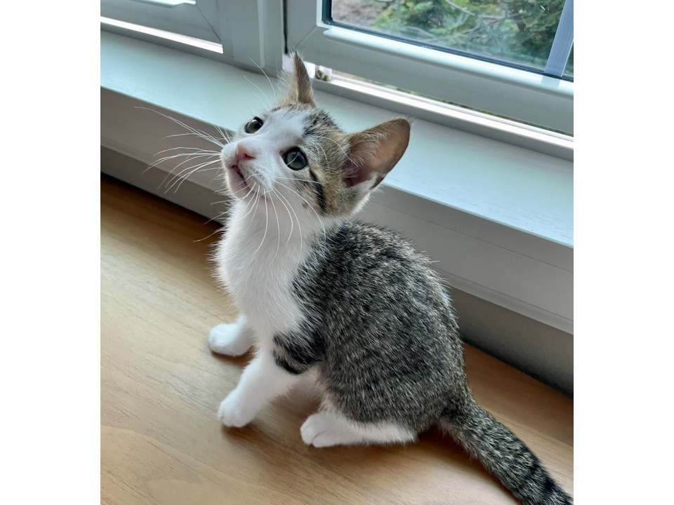 困り顔子猫兄妹　家族募集中！　キジ白さん