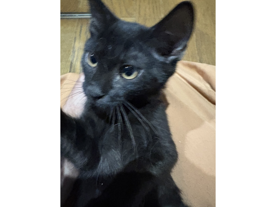 お耳の大きなみみちゃん