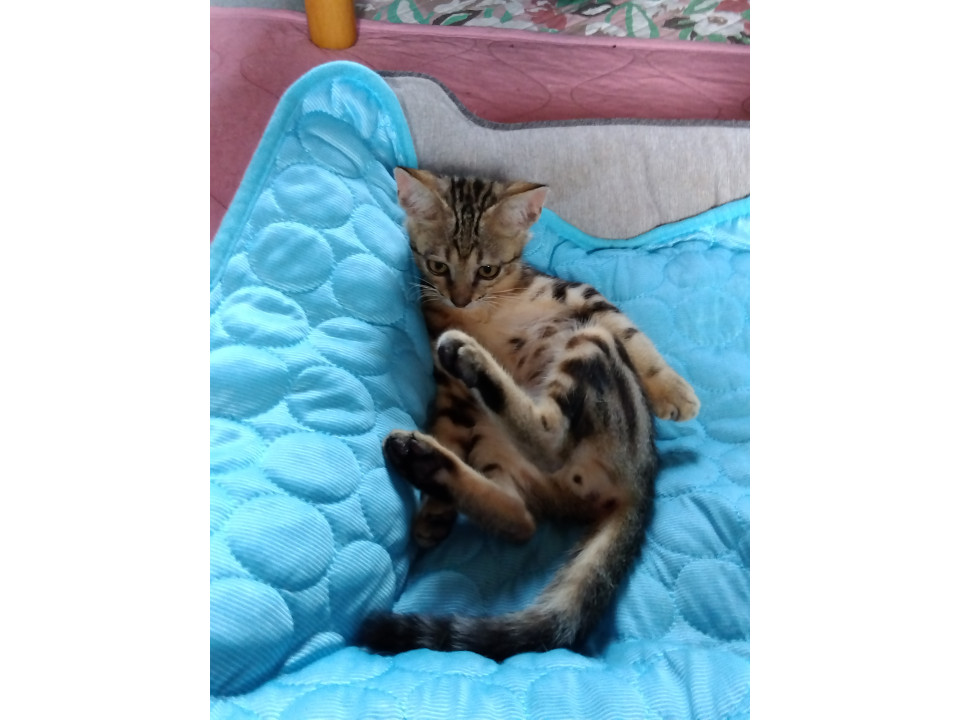 アメショー柄のイケメン君