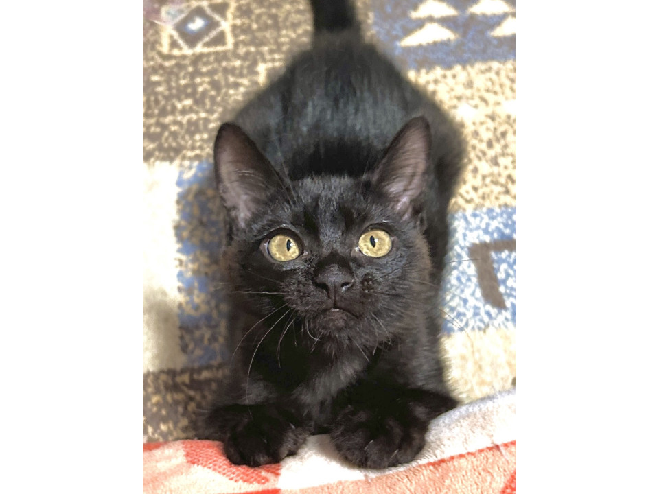仔猫達の里親募集中