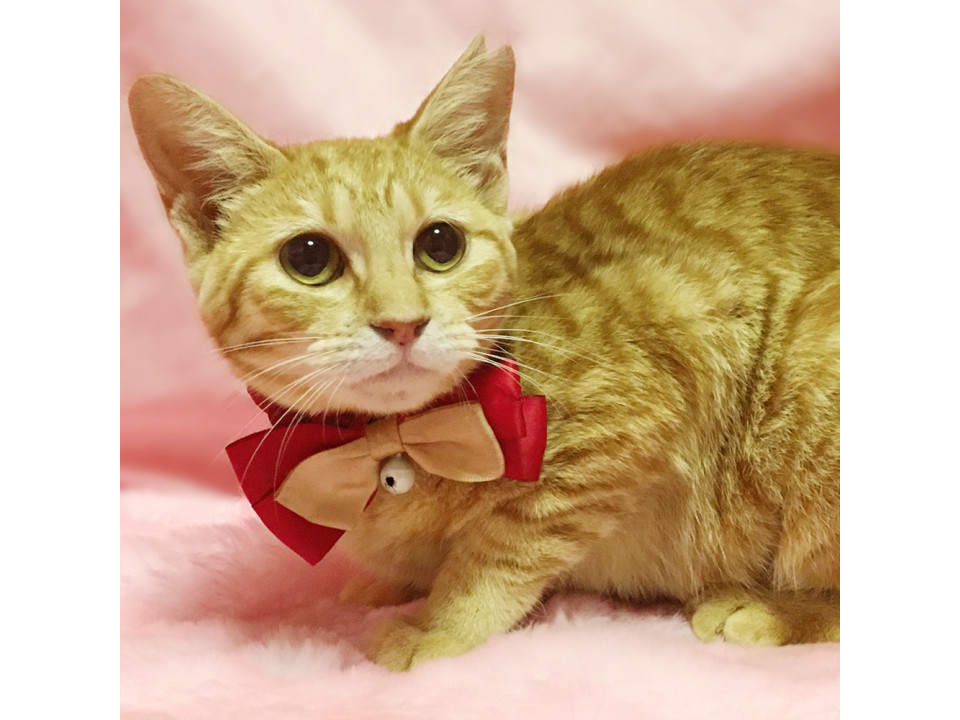 茶トラ女子!お人形みたいな『みかんちゃん