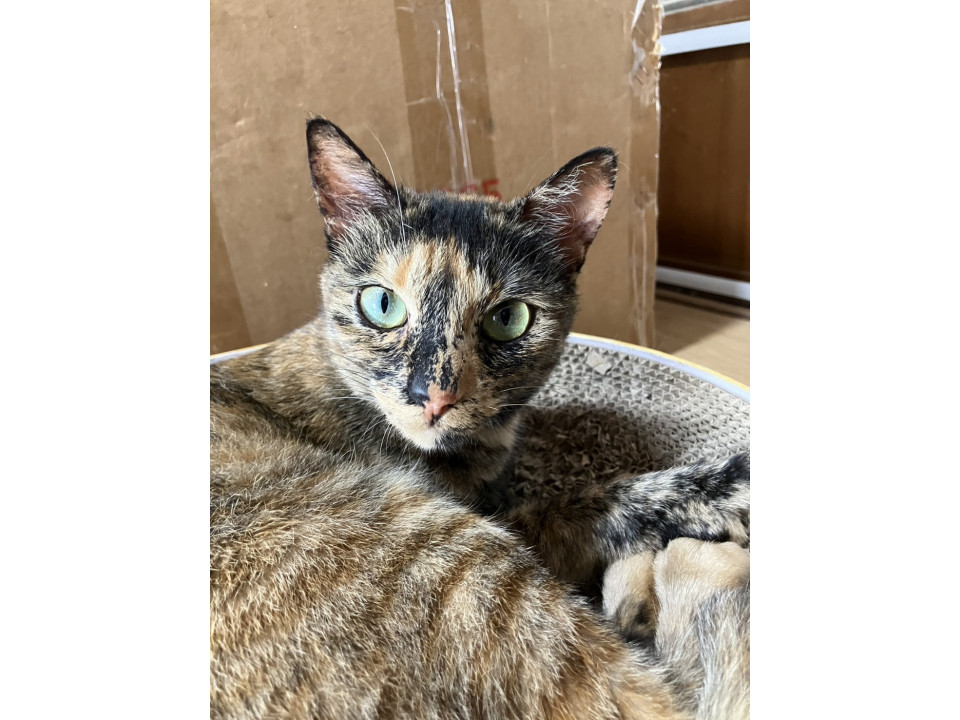 お茶目なサビちゃん