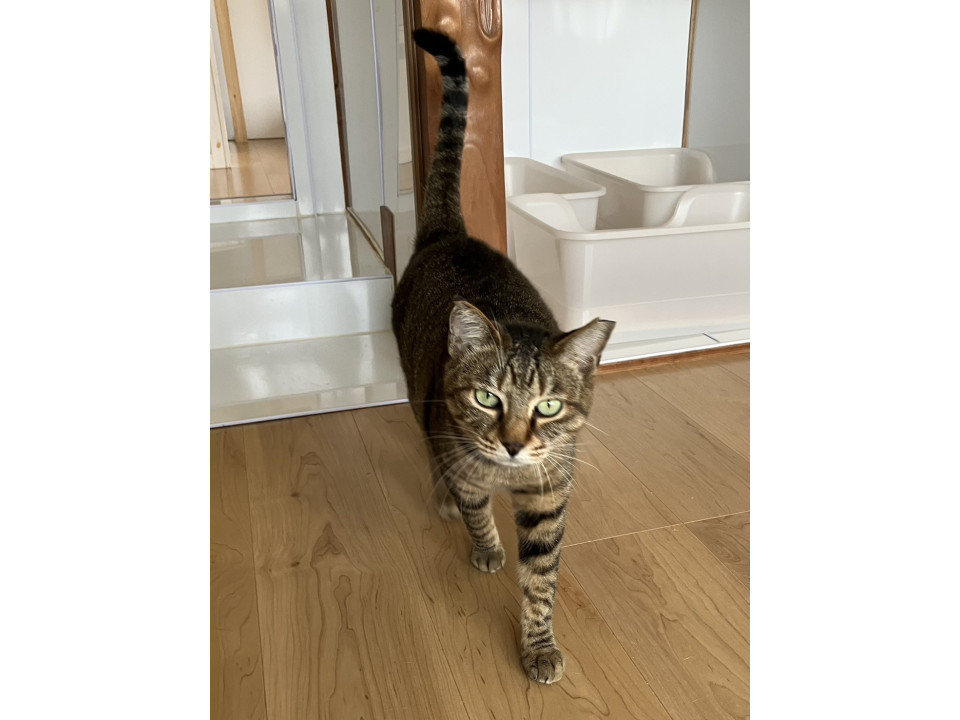 美人なキジ虎 ライアちゃん