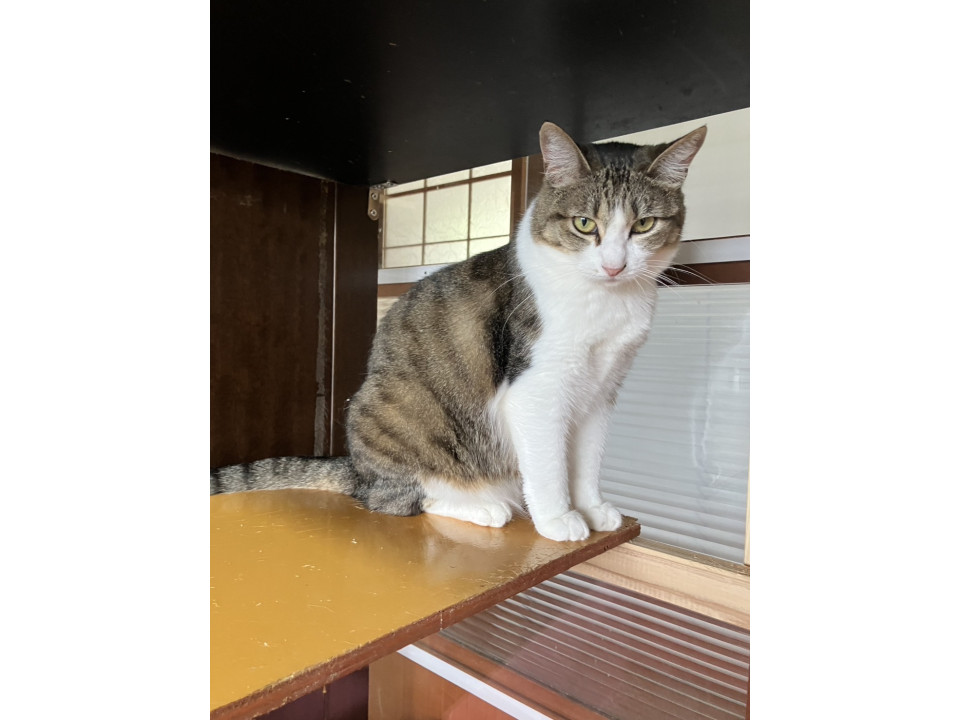 まるこっい　雉白　マヤカちゃん