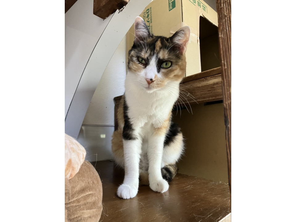 こまった顔のベニちゃん