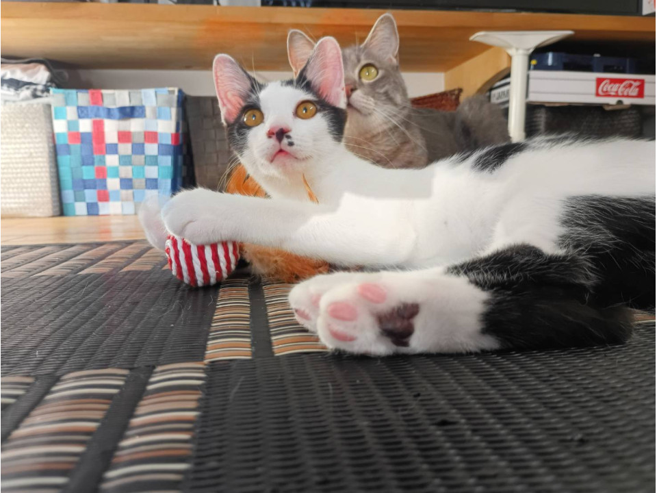 人馴れしてる美人系女の子