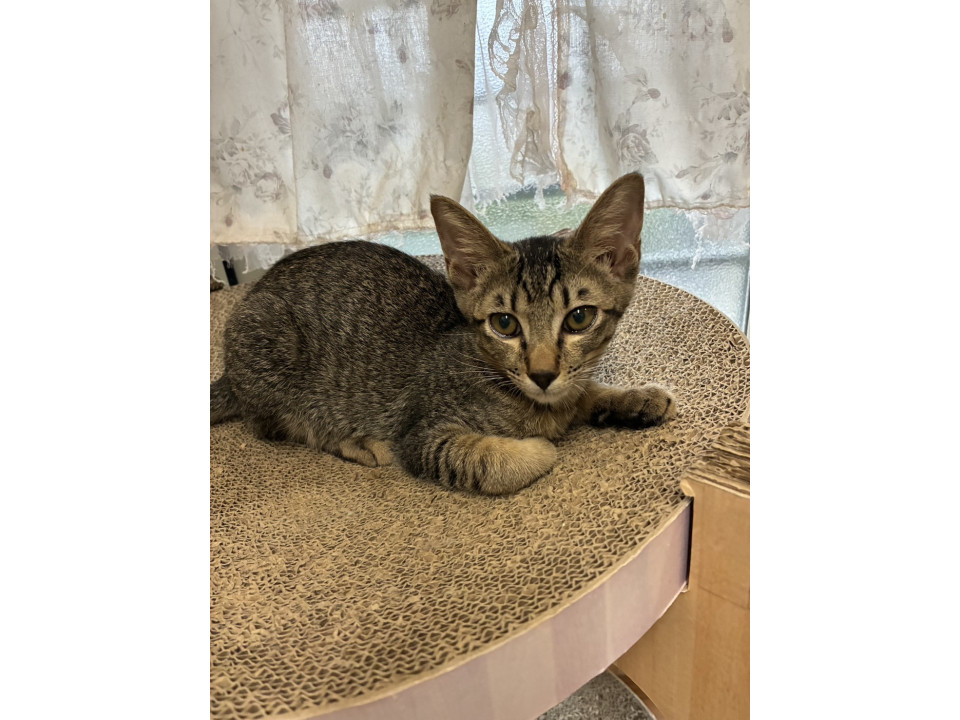 かわいいキジ虎　ポコくん