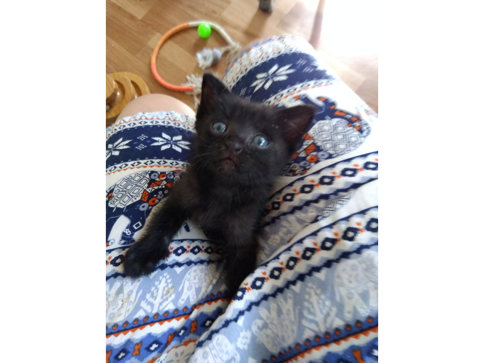 人大好き♡ちびちび黒ちゃん