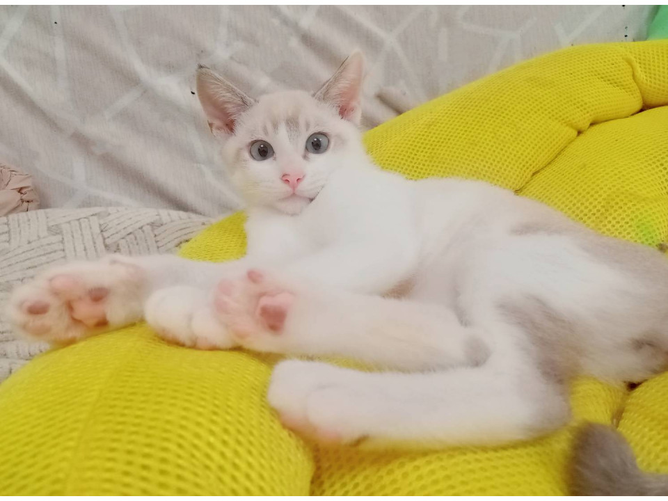 9/7堺市里親会★とろろ