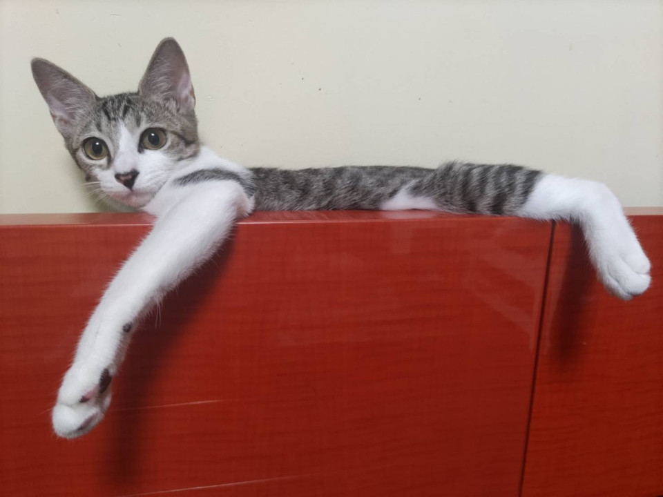 11/2堺市里親会☆カナル