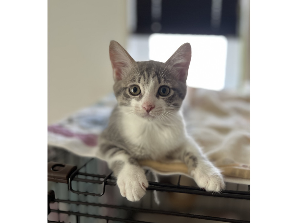 おだんごしっぽのかわいいリラちゃん