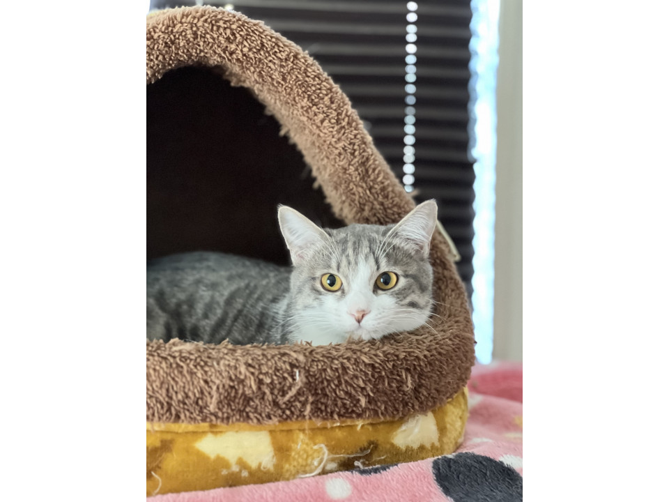 おだんごしっぽのかわいいリラちゃん