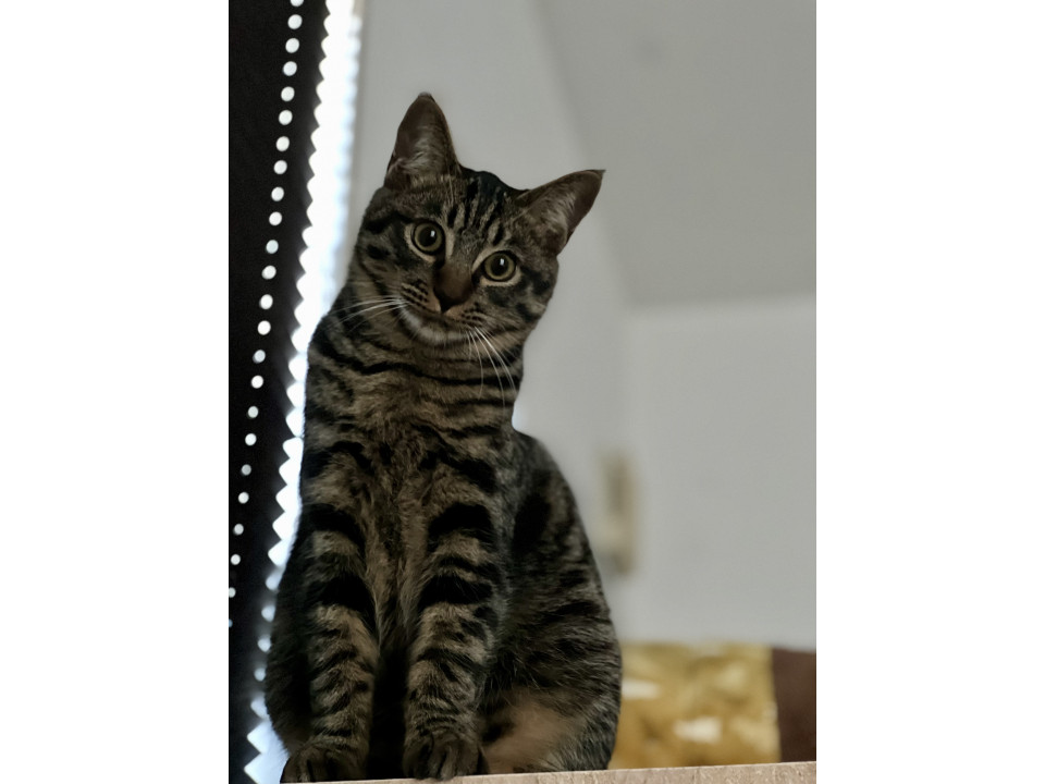 かんわいいキジトラこねこ♡こねこ？