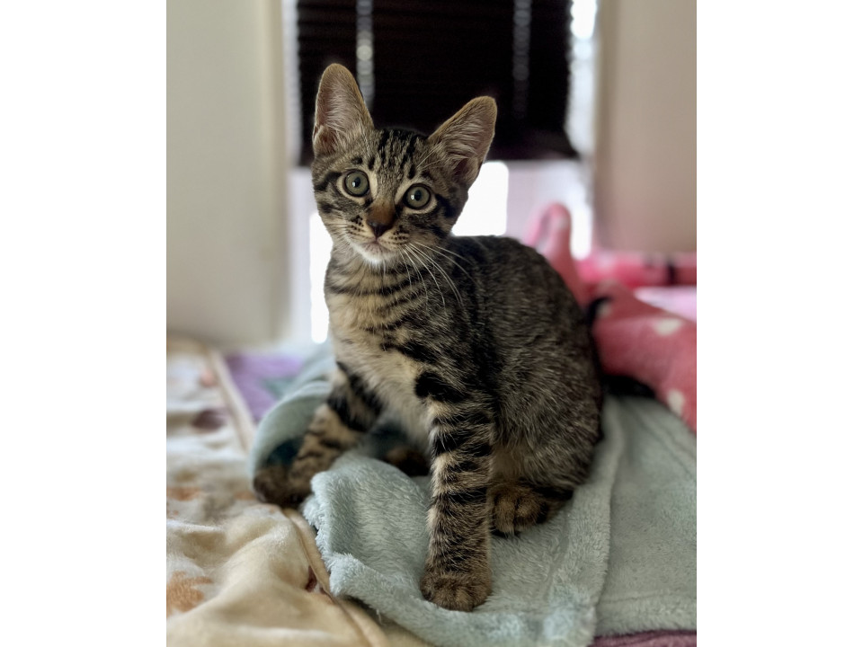 かんわいいキジトラこねこ♡